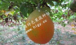 吃瓜天堂免费吃瓜,揭秘“吃瓜天堂”免费吃瓜的秘密